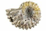 Bumpy Ammonite (Douvilleiceras) Fossil - Madagascar #343809-1